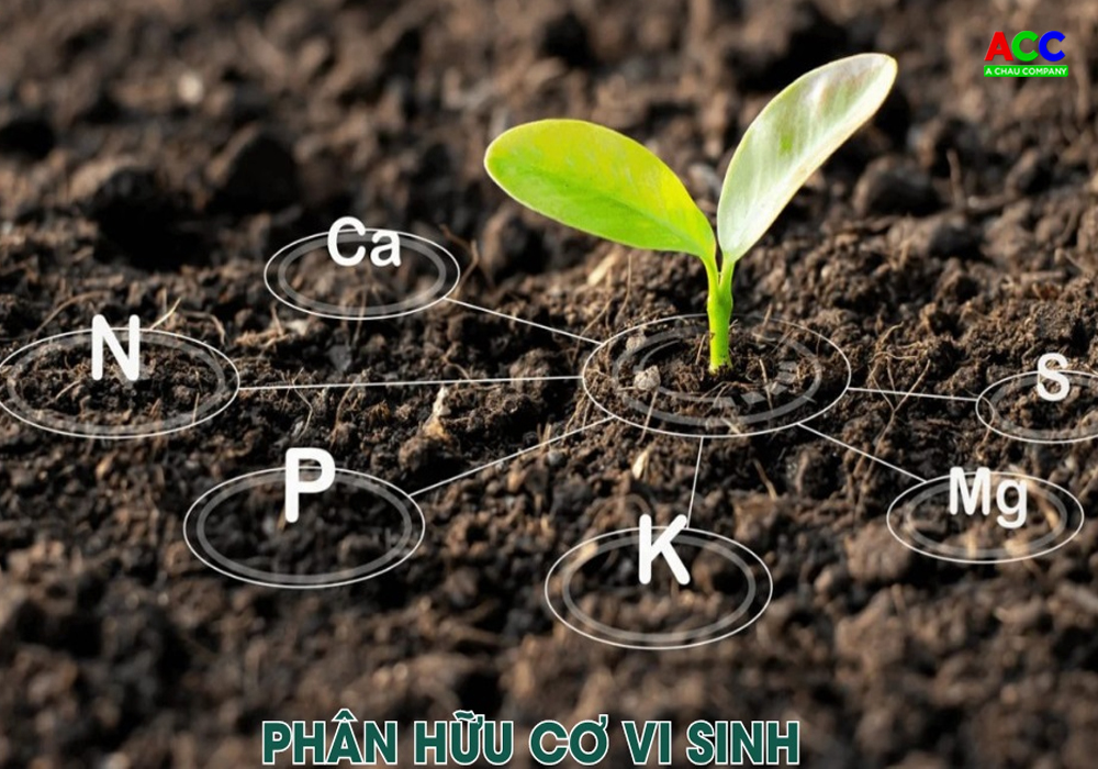 Dự án phân hữu cơ vi sinh