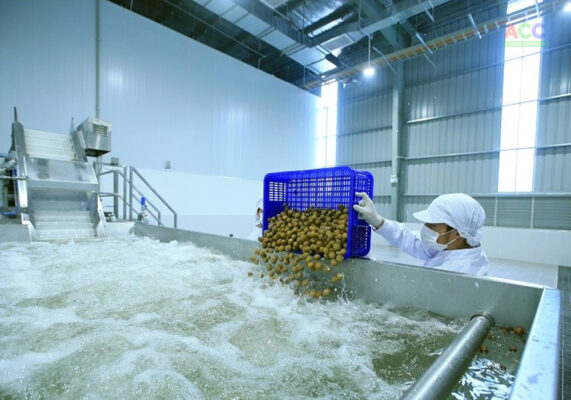 viết dự án chế biến nông sản xuất khẩu