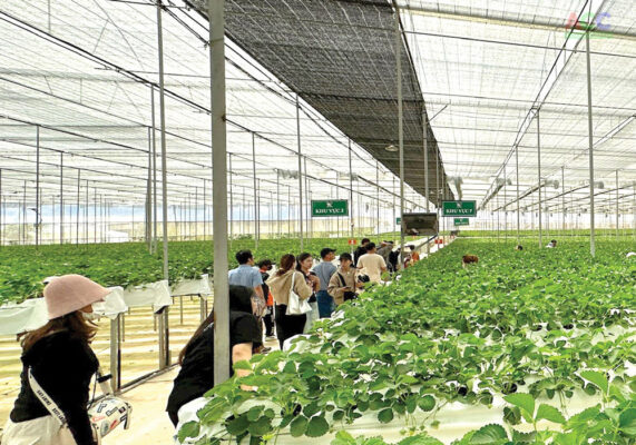 Dự Án Nông Nghiệp Kết Hợp Du Lịch 3.6ha Phú Quốc