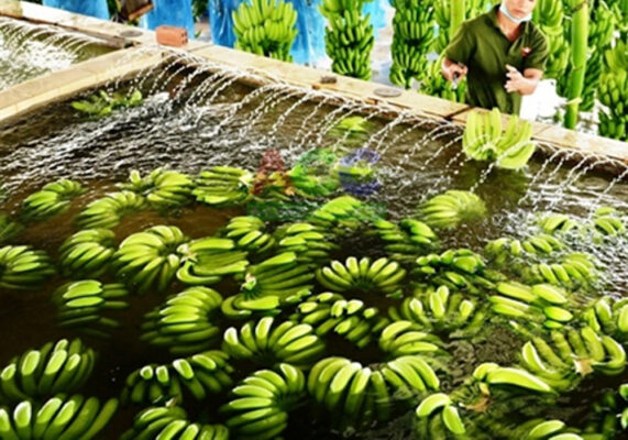 Dự án Trồng chuối cấy mô tại Châu Đức - sơ chế chuối xuất khẩu