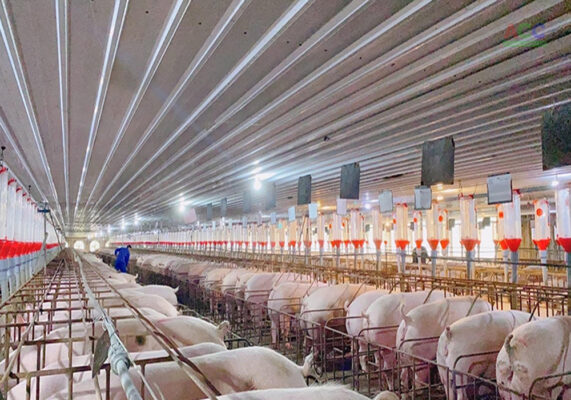 Dự án chăn nuôi heo công nghệ cao Thọ Sơn 2