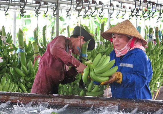 Sơ chế đóng gói chuối tươi xuất khẩu