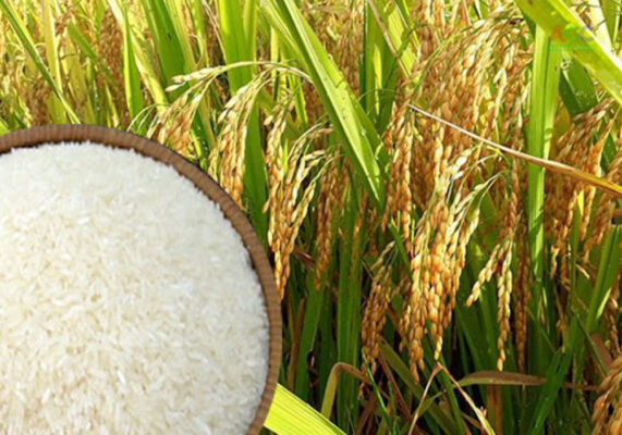 Chế biến lúa gạo xuất khẩu