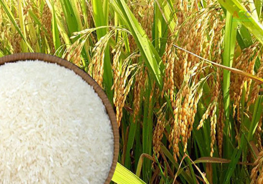 Chế biến lúa gạo xuất khẩu