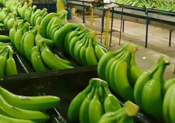 viết dự án trồng chuối